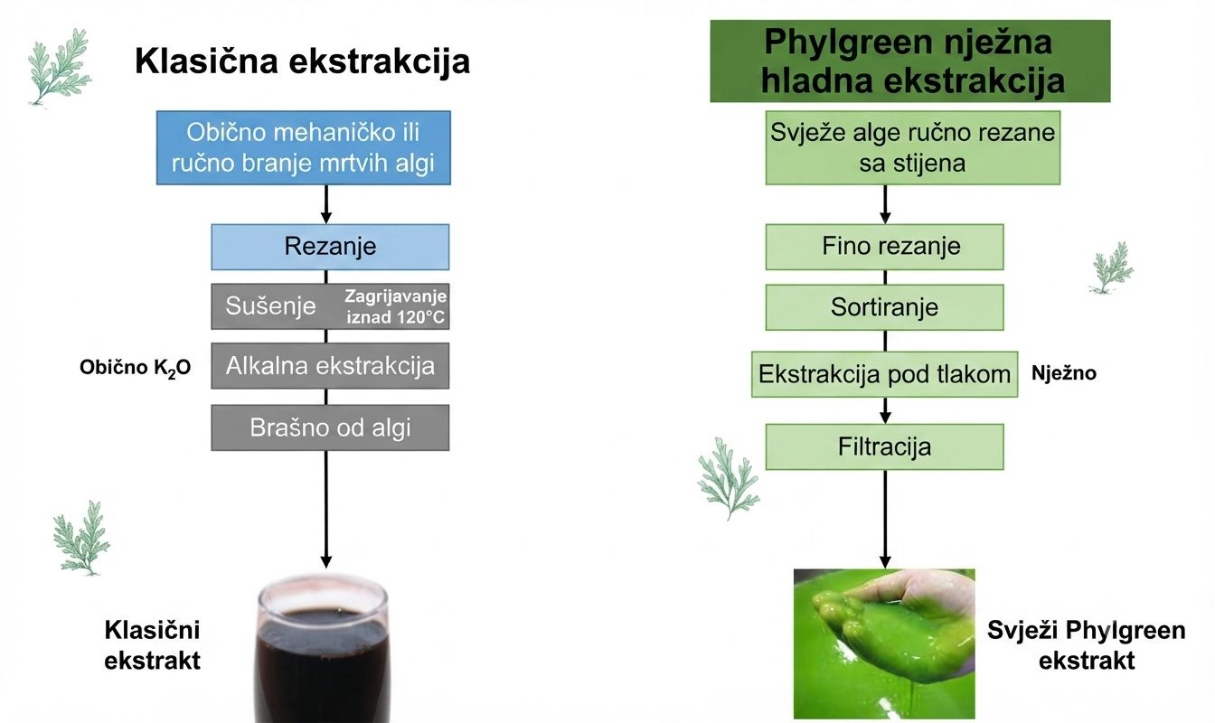 Ekstrakcija morske alge za biostimulator Phylgreen
