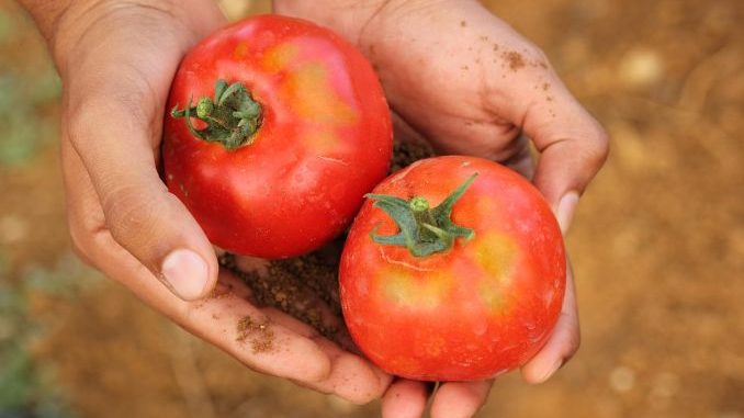 Plodovi rajčice iz organskog uzgoja