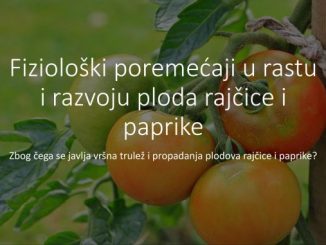 Fiziološki poremećaji u rastu i razvoju ploda rajčice i paprike