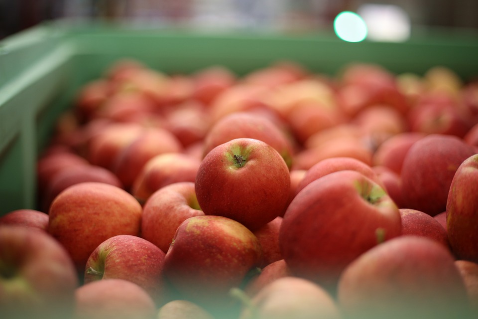 Kvalitetni plodovi jabuke bez nedostatka kalcija