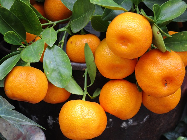 Silicij u gnojidbi mandarina