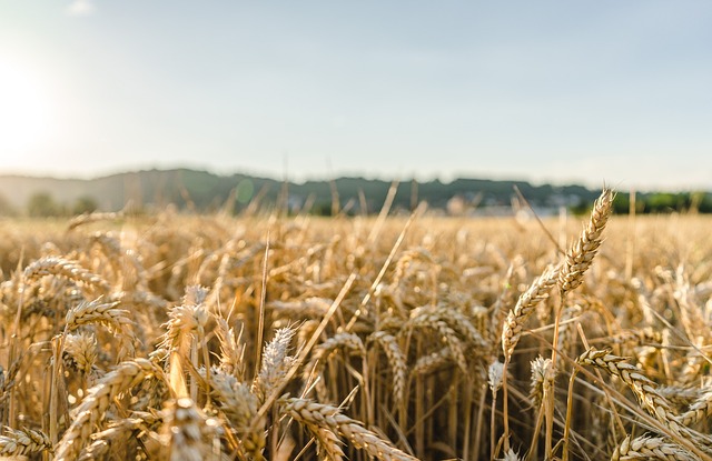 Silicij (Si) u gnojidbi pšenice i ječma