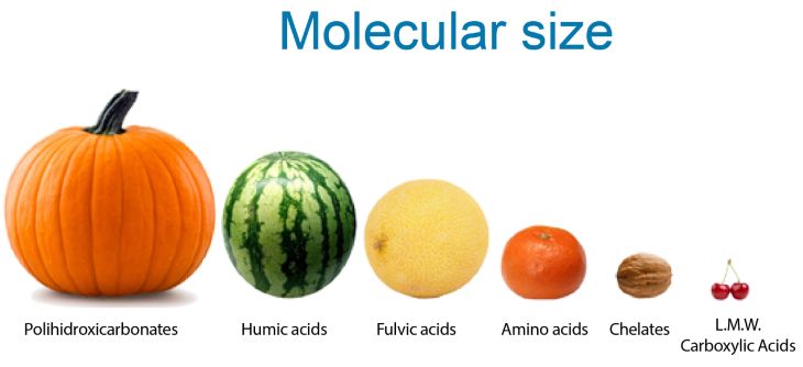 Usporedba veličina organskih kiselina i niskomolekularnih karboksilnih kiselina