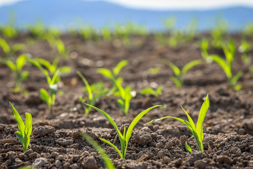Dobar sklop biljaka kukuruza nakon tretiranja sjemena gnojivom Vigor Seed