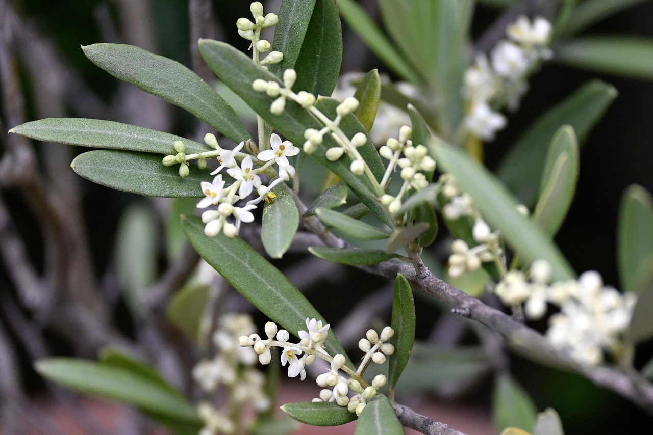 Agriforte Plus ima važnu ulogu u dobroj cvatnji i opodnji masline