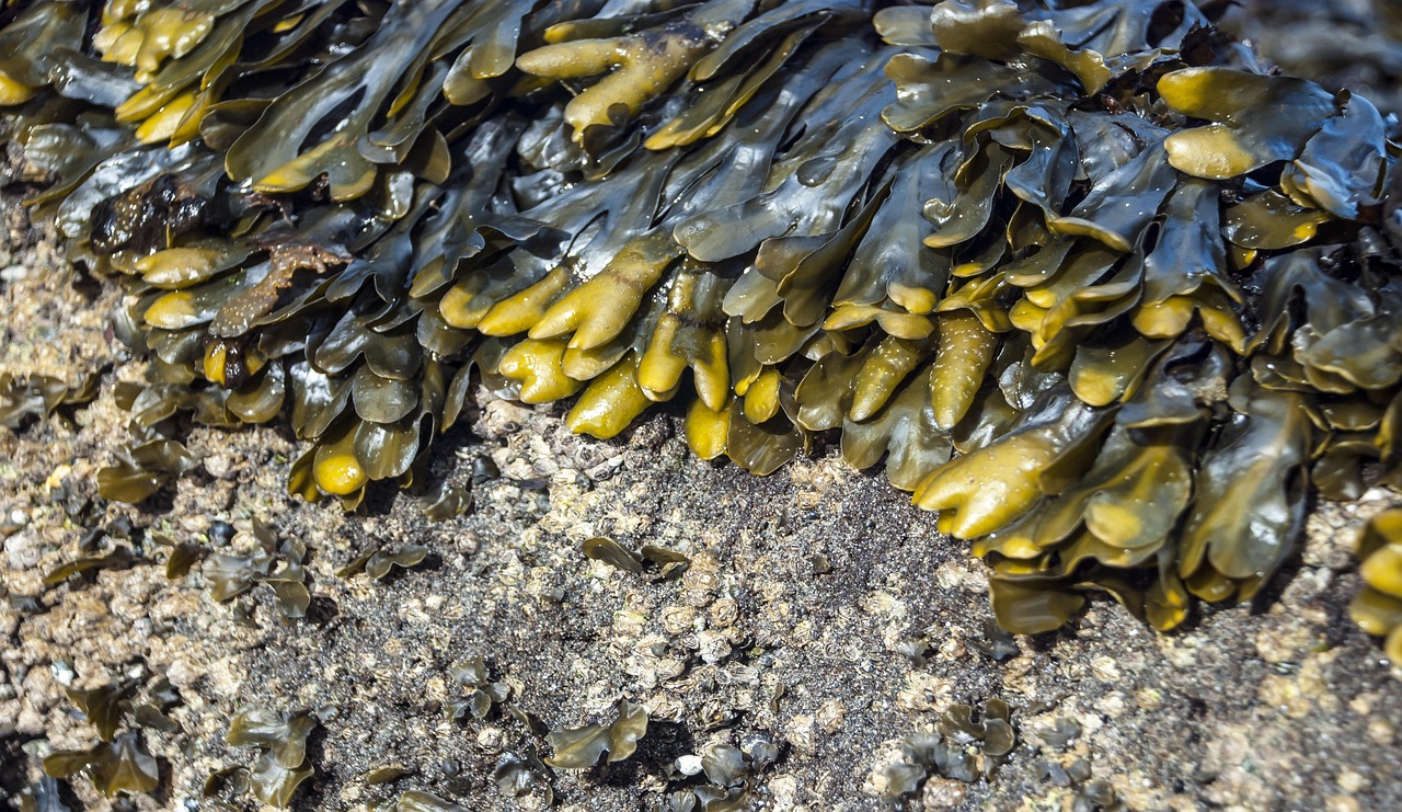 Alga Ascophyllum nodosu koja se koristi za proizvodnju biostimulatora
