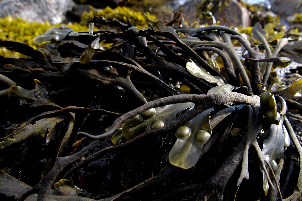 Morska alga Ascophyllum nodosum koja se često koristi za proizvodnju biostimulatora