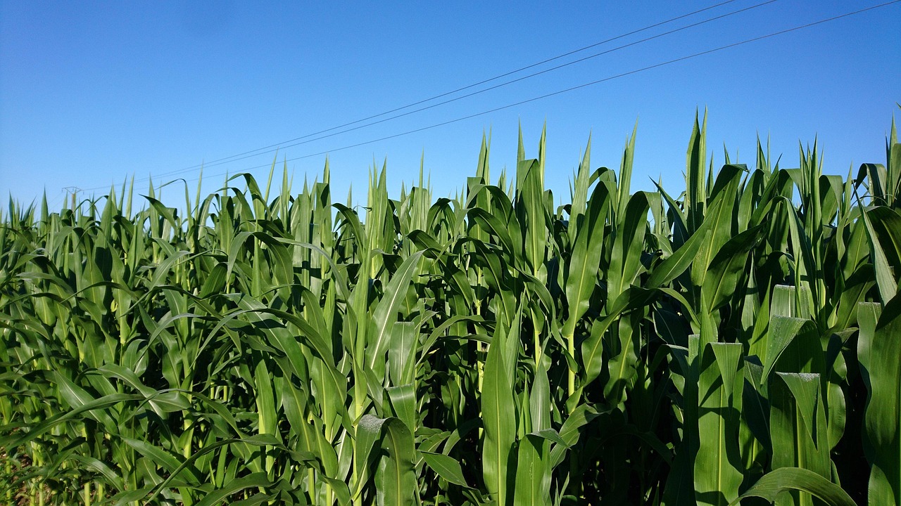 Polje kukruza u punom razvoju bez šteta od stresnih uvjeta i redovne primjene biostimulatora