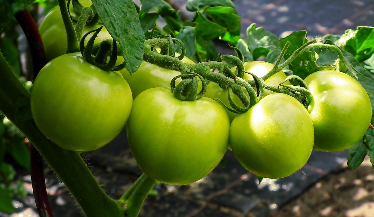 Dobro razvijeni plodovi rajčice kod primjene huminskih kiselina