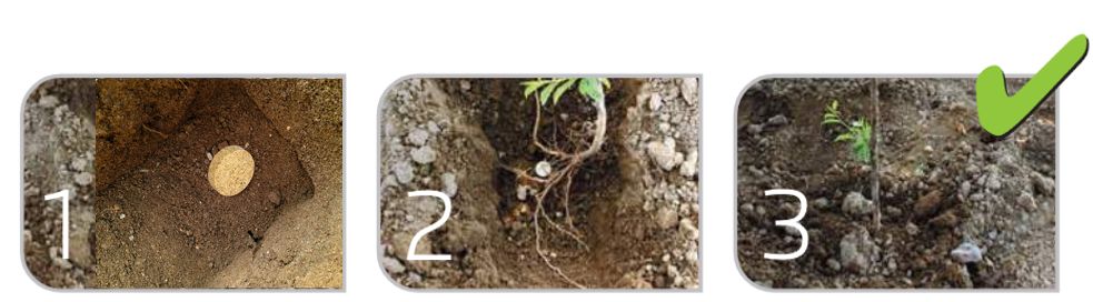 Primjena Asir forestal tableta kod sadnje drvenastih kultura